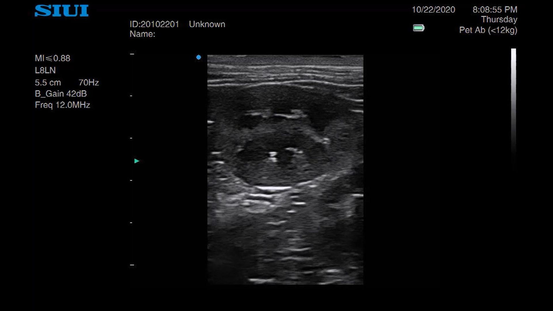 Feline kidney on ultrasound