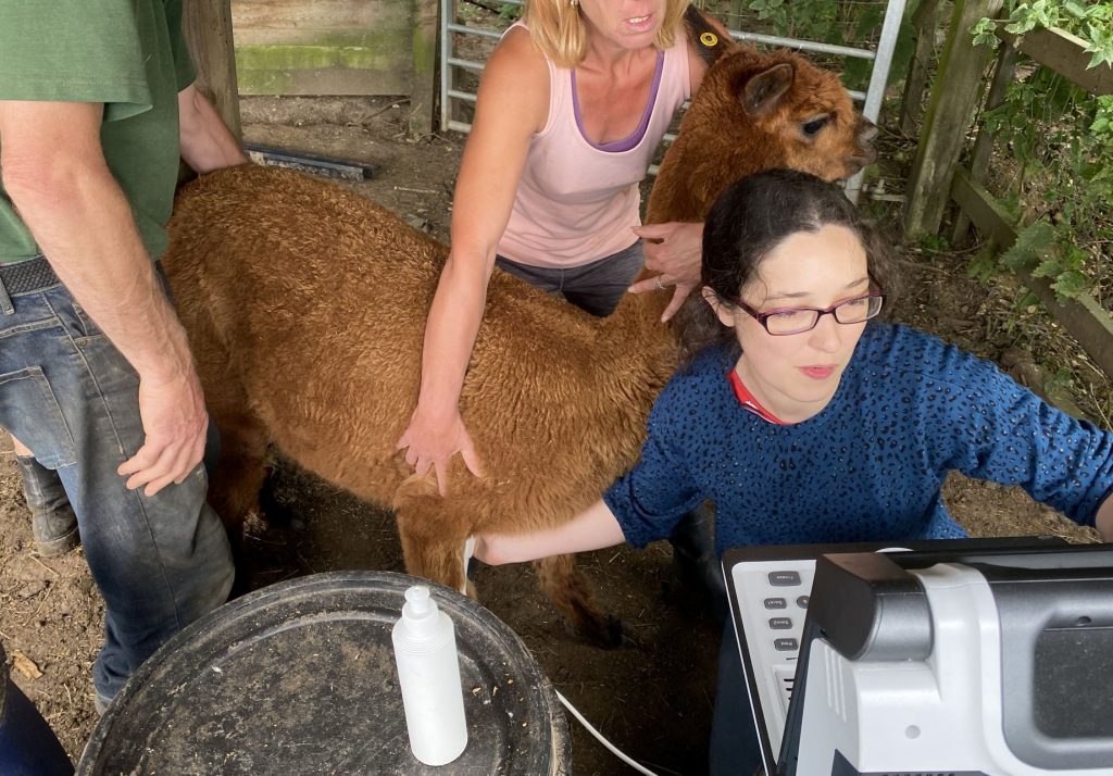 ultrasounding alpacas